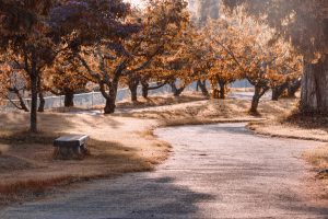 Park path with leaves